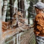 Niño pequeño dando de comer a un animal en un zoo