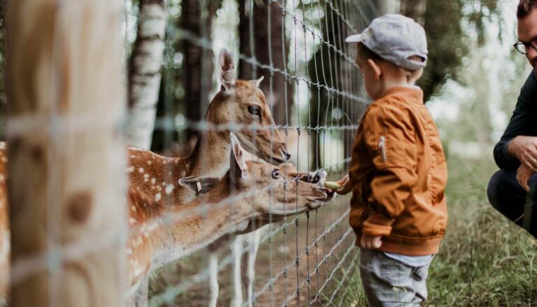 Niño pequeño dando de comer a un animal en un zoo