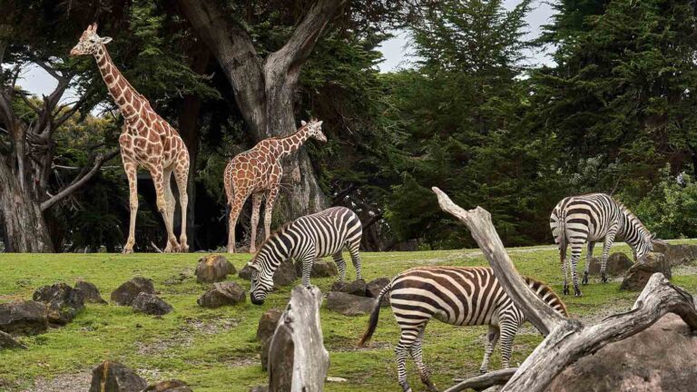zoo