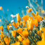 primavera