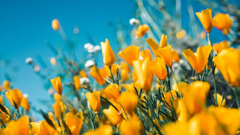 primavera