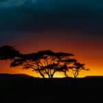 sabana